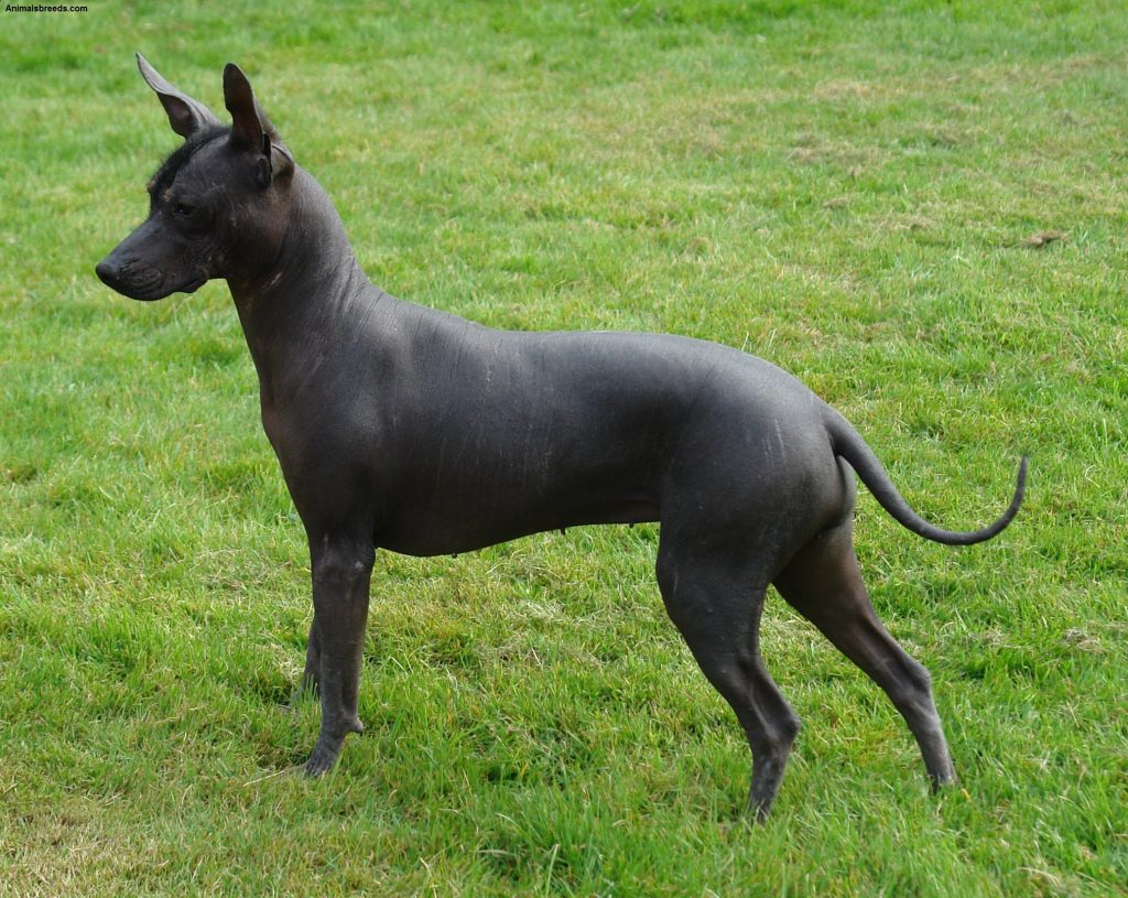 Mexican Hairless Dog 3 1024x815 