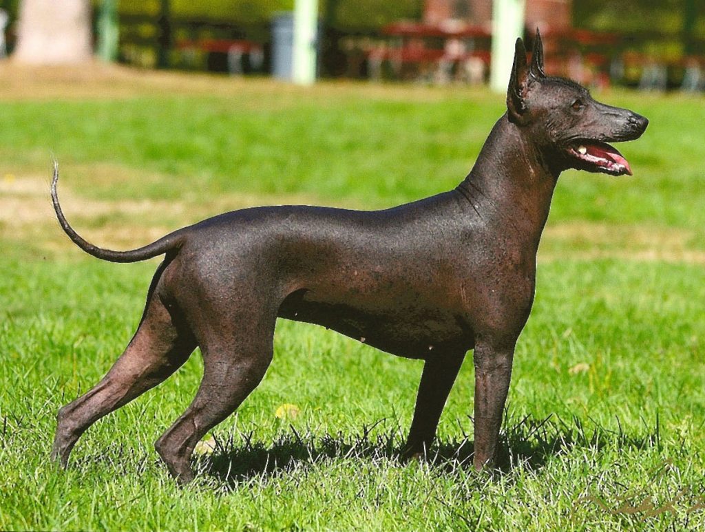 Xolo Dog Size at William Frazier blog